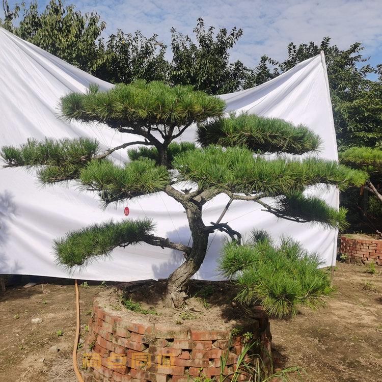 园林
