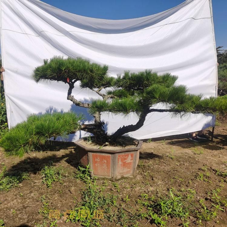 园林