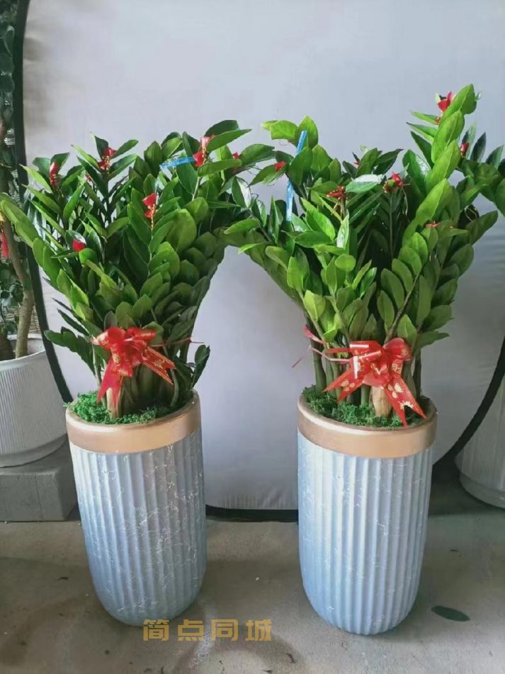 鲜花养殖