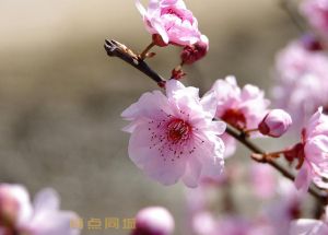 其他技能