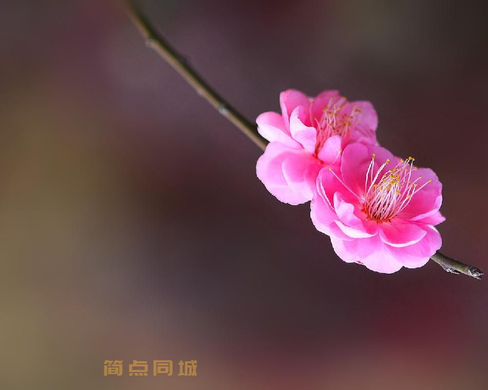 其他技能