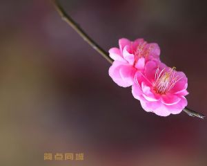 其他技能
