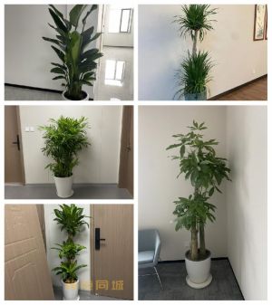 鲜花养殖