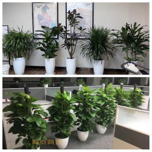 鲜花养殖